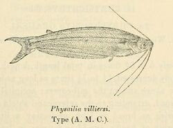 Parailia occidentalis.jpg