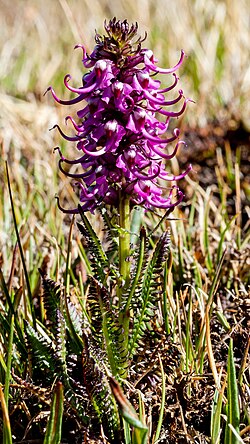 Pedicularis groenlandica - Flickr - aspidoscelis (1).jpg