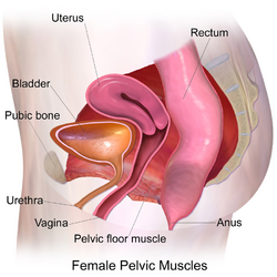 Pelvic Muscles (Female Side).png