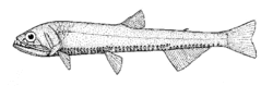 Phosichthys argenteus (No common name).gif
