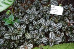 Pilea spruceana - Flora park - Cologne, Germany - DSC00686.jpg