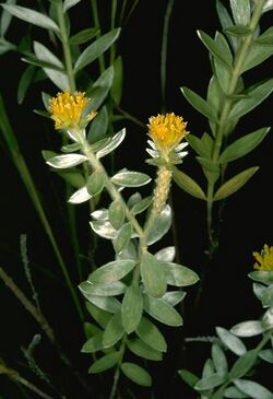 Pimelea amabilis.jpg