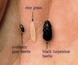 Pine beetle 1 - Flickr - USDAgov.jpg