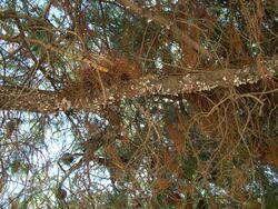 Pine branch with Marchalina hellenica honeydew.jpg