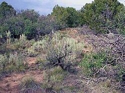 Pinyon juniper shrubland.jpg