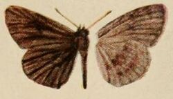 Pl.12-03-Leptalina niangarensis=Astictopterus abjecta (Snellen, 1872).JPG