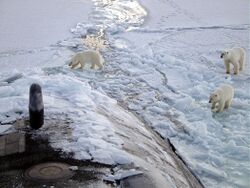 Polar bears on the sea ice of the Arctic Ocean, near the North Pole