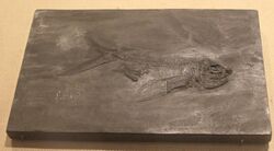 Potanichthys-Paleozoological Museum of China.jpg