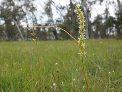 Prasophyllum petilum (habit).jpg