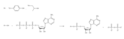 Protein adenylylation.png