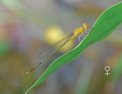 Pseudagrion decorum female by Manoj V Nair.jpg