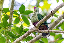 Red-bellied Fruit-Dove 0A2A4839.jpg