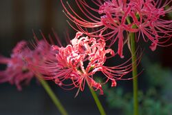 Red spider lily October 2007 Osaka Japan.jpg