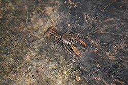 Redspotted Stream Crayfish (Faxonius acares).jpg