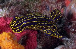 Regal Sea Goddess Nudibranch.jpg