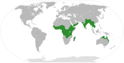 Remusatia distribution.svg