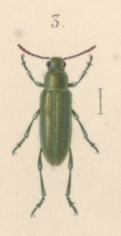 Rhaebus gebleri Iconographia Zoologica.tif