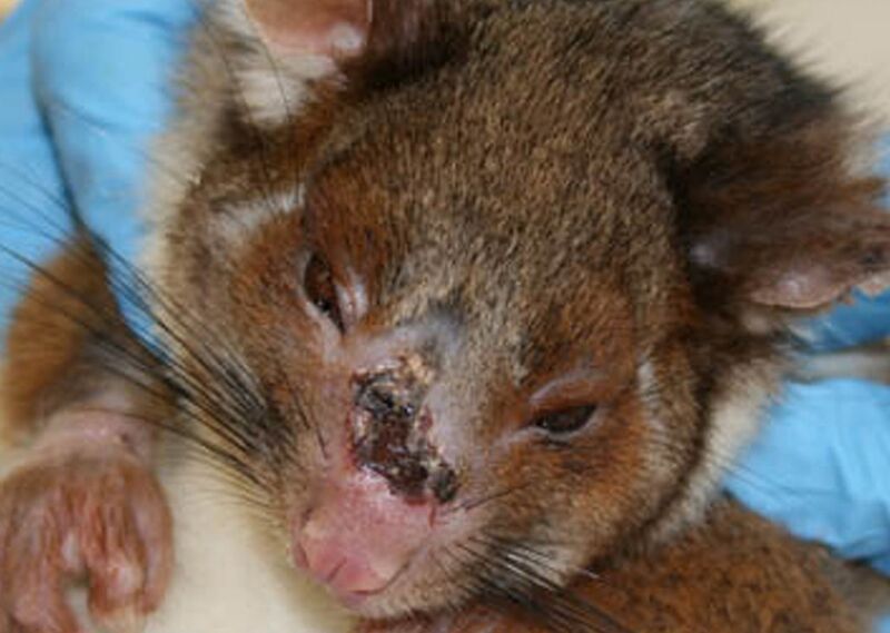 File:Ringtail possum with M. ulcerans infection.jpg