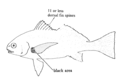 Roncador stearnsii mspc105.gif