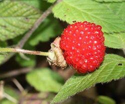 Rubus hirsutus (fruits).JPG