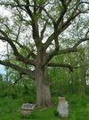 Sacred Oak, Pennsylvania (May 2014).jpg