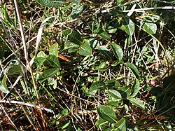 Salix fuscescens 2165075.jpg