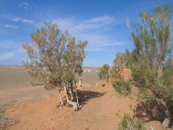 Bush in very dry desert habitat