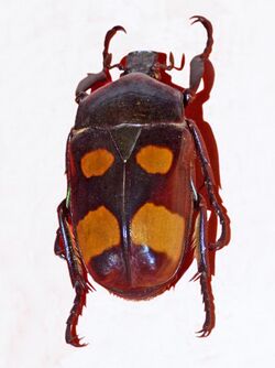 Scarabaeidae - Jumnos ruckeri.jpg