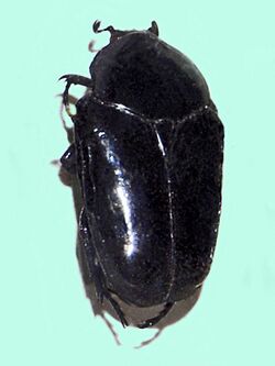 Scarabaeidae - Torynorrhina hyacinthina.JPG