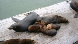 Sea lion family.JPG