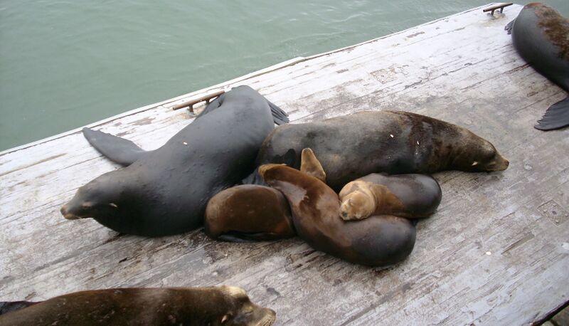 File:Sea lion family.JPG