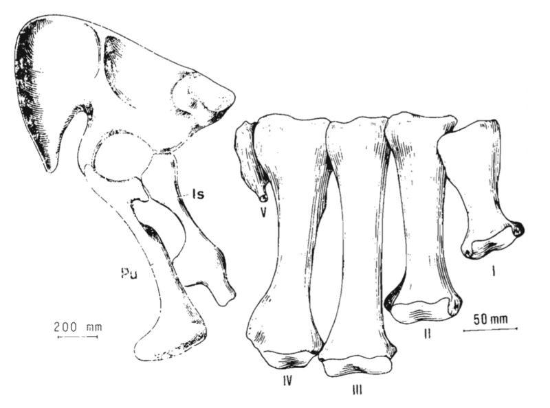 File:Segnosaurus holotype.png