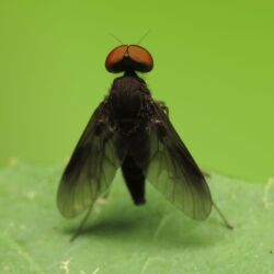 Snipe Fly Male Dorsal (7280363550).jpg