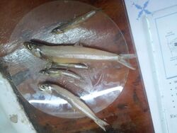 Stolephorus indicus (larger specimens) with commerson's anchovy (smaller specimens) in a lab.jpg