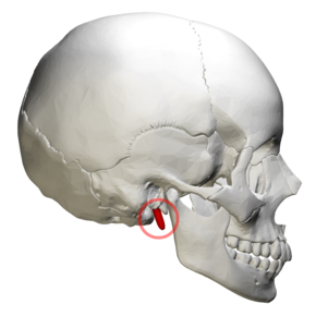 Styloid process of temporal bone - lateral view04.png