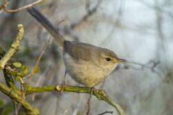 Subdesert brush warbler (Nesillas lantzii).jpg