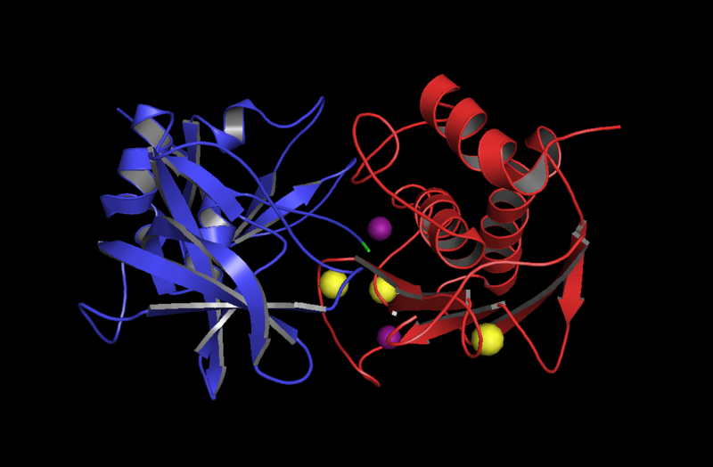 File:TIMP-1 in complex with MMP-3.png
