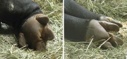 Tapir hooves.jpg