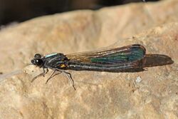 Three-banded emerald jewel (Rhinocypha trifasciata) male Godawari.jpg