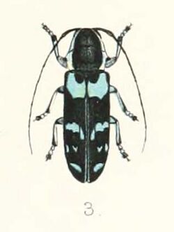 Tragocephala caerulescens 1894.jpg