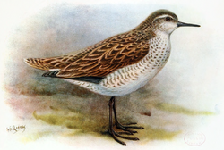 Tuamotu Sandpiper.png