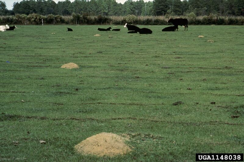 File:UGA1148038 S. invicta mounds over farmland.jpg