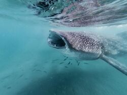 Whale Shark (Rhincodon typus) with open mouth in La Paz, Mexico.jpg
