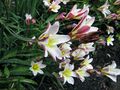 皖鬱金香 Tulipa anhuiensis -澳洲 Garden of St Erth, Australia- (11007317064).jpg