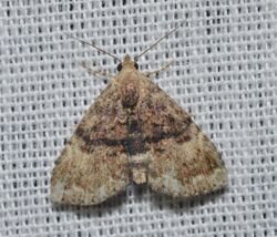 - 8426 – Dyspyralis illocata – Visitation Moth (probable) (18931062878).jpg