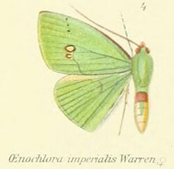 04-Oenochlora imperialis Warren, 1896.jpg