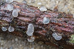 2019-06-07 Dacrymyces tortus 1042878.jpg