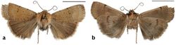 Abagrotis nefascia (10.3897-zookeys.661.10867) Figure 13.jpg