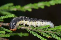 Achlya flavicornis larva.jpg