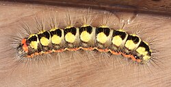 Acronicta cinerea.jpg